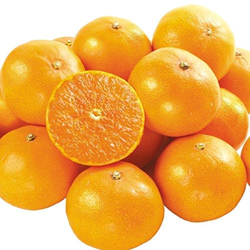 みかん せとか 2.5kg 愛媛産 ご家庭用 柑橘 柑橘の大トロ 国華園 みかん せとか 2.5kg 愛媛産 ご家庭用 柑橘 柑橘の大トロ 国華園