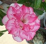 40 Fresh seedsアデニウム アラビカム オベスム 砂漠のバラ種子(40粒)塊根植物種子Adenium obesum Desert Roses seeds no383-Triple-Pink