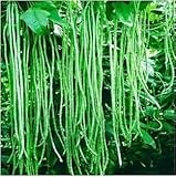 Green loosened bean seed vegetable seed,(20 seeds),Bonsai Seed, fruit and vegetable planting,High bu