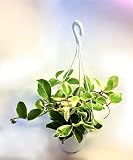 サクララン　ホヤ　斑入り葉　バリエガタ　花鉢　吊鉢　ハンギングつる性植物　多年生　緑　グリーン　観葉植物