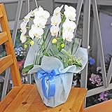 ミニ胡蝶蘭 アマビリス 2本立ち