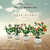 STARDUST 観用植物 ４個セット 造花 人工 部屋 リアル 会社 緑 おしゃれ インテリア フェイクグリーン 028-B SD-028-B