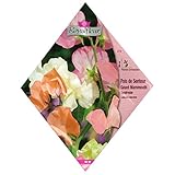 [春・秋まき　花タネ][フランス花の種]スイートピー マンモス ミックス* ノーブランド品