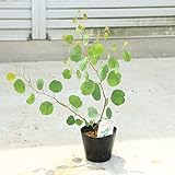 植木・苗:ユーカリ・ポポラス ☆シルバーグリーンの葉が美しい☆