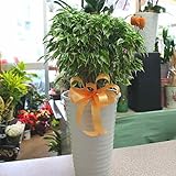 観葉植物 フィカス：ベンジャミン 白とグリーンのコントラストの可愛い葉が魅力のスターライト 陶器鉢植え お洒落 開店・移転など部屋のインテリアに 花 ギフト