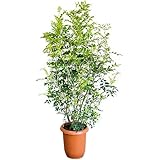 シマトネリコ トネリコ １０号 大鉢 大型 鉢植え 観葉植物 本物 株立ち 庭木 トネリコの木 インテリア ガーデニング 観葉植物 10号