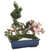 盆栽：桜・五葉松寄せ植え*