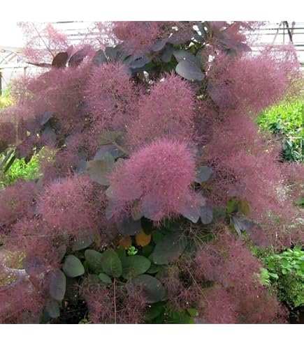 Amazon｜スモークツリー 約1m 葉緑色系｜観葉植物 オンライン通販