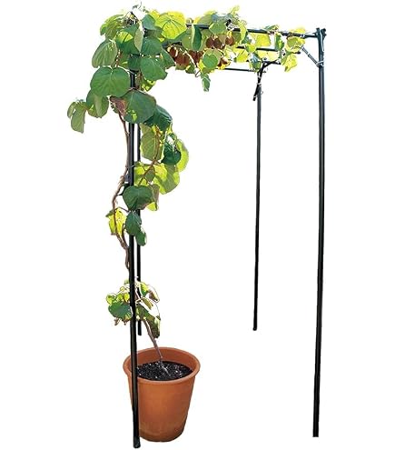 Amazon | パーゴラ 果物棚 セット 幅90cm 奥行120cm 高さ180cm 藤棚