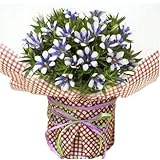 秋の鉢花 パラボッセオリジナル リンドウ 白寿 大きな5号鉢 ラッピング済