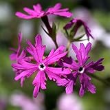 【2018年春～　開花見込み株】【山野草】日本サクラソウ「赤蜻蛉」