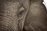 スコット・Stulberg壁Peel壁アート印刷entitled African Elephant Eye 60" x 40" ah0003-4814_14_60x40_none