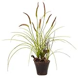 Nearly Natural 4852 Swampy Cattail Garden with Planter [並行輸入品]