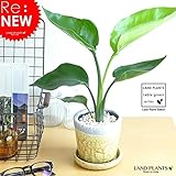 LAND PLANTS オーガスタ 陶器鉢