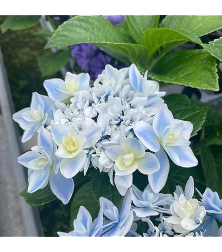 Amazon.co.jp: 予約 あじさい 苗 パリジェンヌ 7.5cmポット 花苗