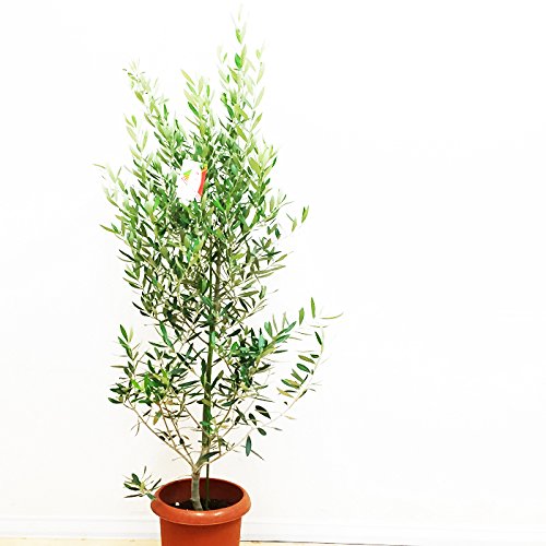 お手入れ不要でおすすめのシンボルツリーってあるの 簡単なのはある お庭ブログ