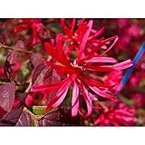 トキワマンサク樹高0.8ｍ前後 赤葉・赤花 常盤満作