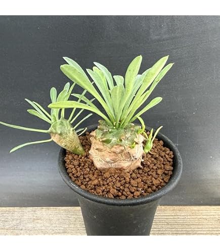 Amazon.co.jp: ユーフォルビア トリゴナ カット苗1つ : DIY・工具