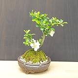 年に数回可憐な花が楽しめます【白長寿梅（しろちょうじゅばい）の盆栽（信楽焼茶鉢】