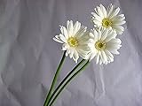 ガーベラ 生花 切り花 スノーレディ Wなど5本