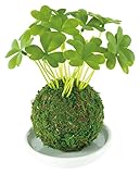 Kishima キシマ 和盆栽 苔玉 消臭 アーティフィシャルグリーン シロツメクサ KH-61059 KH-61059