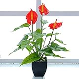 Arbeflo 鉢植え造花 人工観葉植物 インテリア 飾り 人工 フェイク グリーン 植物 お誕生日 お祝い ギフト プレゼント (レッド)