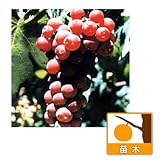 ブドウ：ノースレッド接木苗4号ポット[赤いキャンベル　作りやすく豊産性の中粒種] ノーブランド品