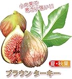 ミニイチジク　ブラウンターキー【果樹苗9cmポット/2個セット】【秋が植え時即出荷!送料込み価格!】