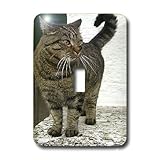 3dRose LLC lsp_4464_1 Cat, Single Toggle Switch