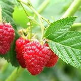 ラズベリー・サマー フェスティバル 12cmポット