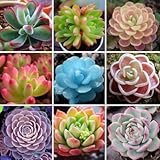 Semillasデ・フローレス200lithopsシードPseudotruncatella多肉植物原石花の種はTetragonia鉢植えの花肉質茎