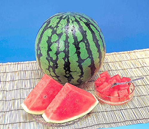 21年最新版 スイカの人気おすすめランキング15選 人気ブランドや糖度の高い品種も セレクト Gooランキング