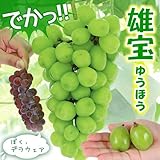 国華園　果樹苗　ブドウ　雄宝　3株