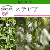 SAFLAX - ステビア - 100 個の種。- より良い栽培のための土壌を含みます - Stevia rebaudiana