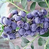 [ハイブッシュ系]ブルーベリー：ブルーレカ5号ポット[極早生・中粒豊産種][苗木] ノーブランド品