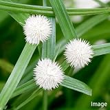 (ビオトープ/水辺植物) 白玉カヤツリグサ 雪坊主(1ポット分)(休眠株) 本州・四国限定[生体]