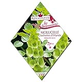 [花タネ][フランス花の種]モルセラ クロケットアイランド