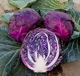 The more purple purple cabbage seeds vegetable 100seed