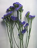 生花 切り花 スターチス サンデーバイオレットなど 5本