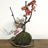 苔玉 ボケ（黒潮）の苔玉