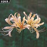 国華園　夏植え球根 リコリス おおすみ 3球【※発送が国華園からの場合のみ正規品です】