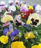 【特選花苗セット販売】パンジー ミックス （３号） 【まとめ売り】 ２０ポットセット