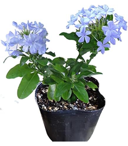 Amazon｜ルリマツリ4年苗｜観葉植物 オンライン通販