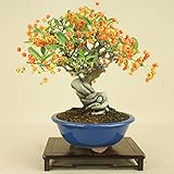 いよじ園 ピラカンサ / 根上り （小品盆栽） 【雑木盆栽】いよじ園