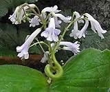 Streptocarpus grandis - Cape primrose - 10 seeds