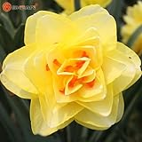 Bonsai Seeds of Aquatic Plants Double Petals Pink Daffodils Seed for Home Garden 100 particles / lot