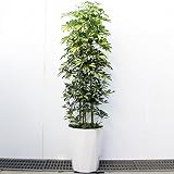 シェフレラ　斑入り　イエロー 10号 ホンコンカポック 観葉植物 インテリア 大型　オシャレ大きい 尺鉢