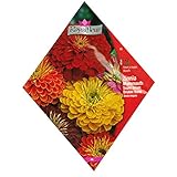 [花タネ][フランス花の種]ジニア マンモスミックス* ノーブランド品