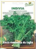 野菜の種 エンダイブ・ロマネスカ