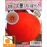 カキ（柿）：たいほう（太豊）4～5号ポット[サクサクとした食感で良品質の完全甘柿・晩生品種][苗木] ノーブランド品